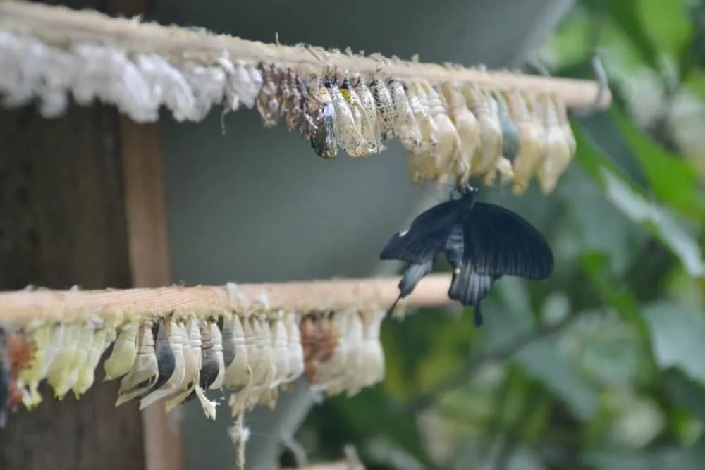 Butterfly coming out of Chrysalis