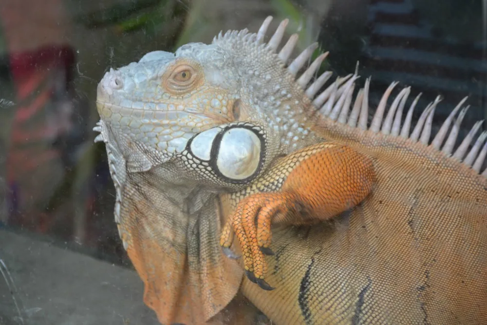 Izzy the Iguana