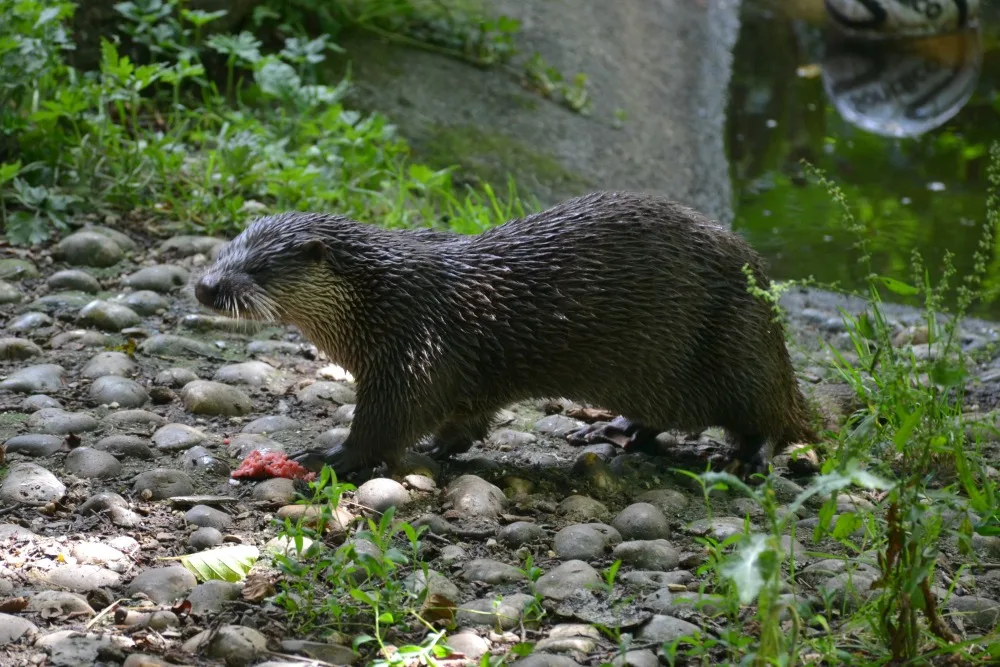 Otter eating