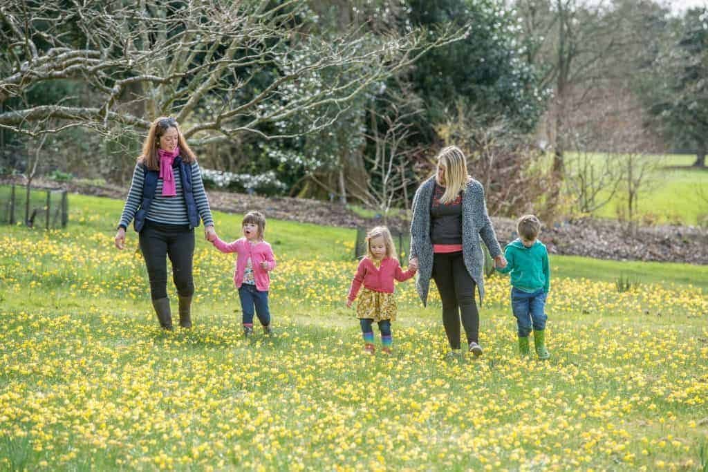 Children and parents  walking and playing through daffodils at RHS Rosemoor near Barnstaple in North Devon
