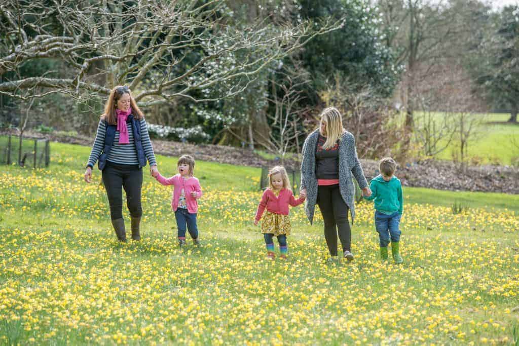 Children and parents walking and playing through daffodils at RHS Rosemoor near Barnstaple in North Devon