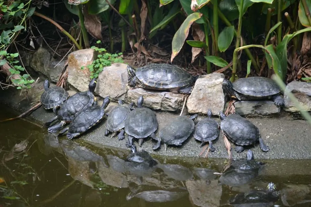 Terrapins by pool