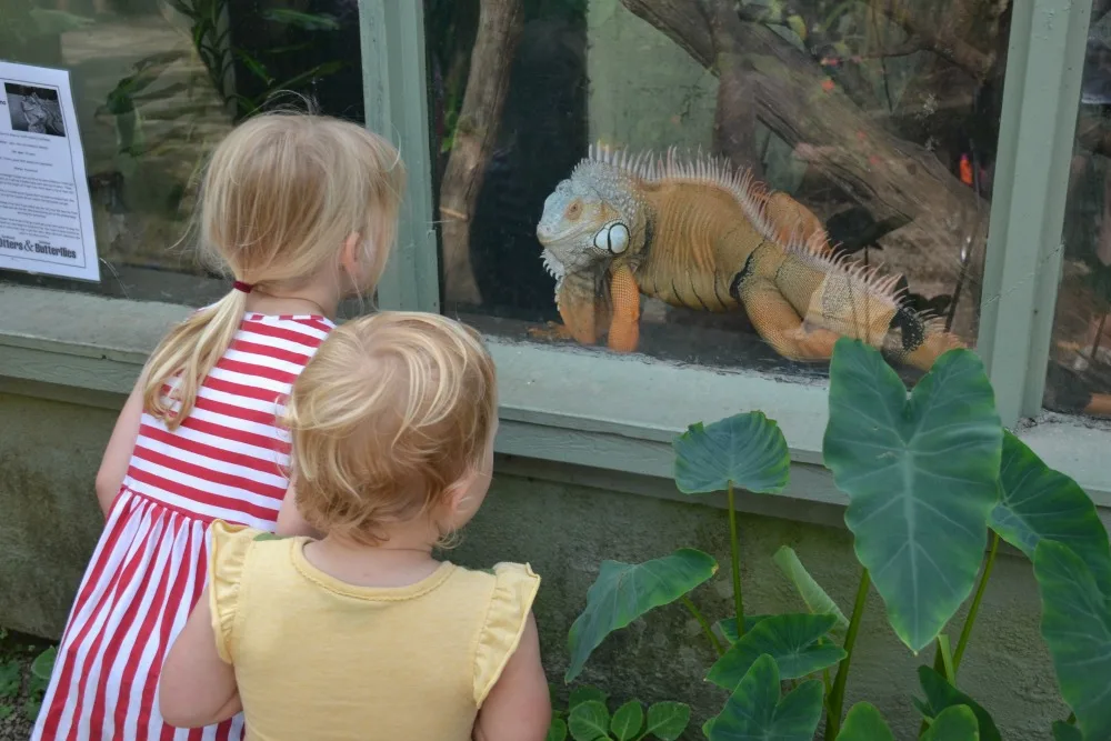 Tin Box girls looking at Izzy the Iguana