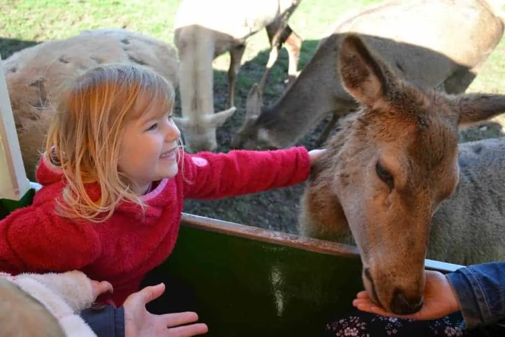 Feeding a deer at World of Country Life