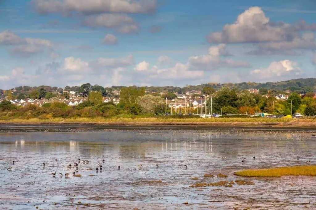 Birds on the Exe Estuary