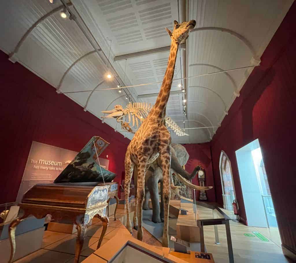 Gerald the giraffe at RAMM in Exeter