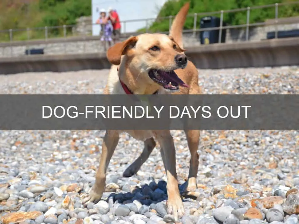 Dog-friendly days out in Devon