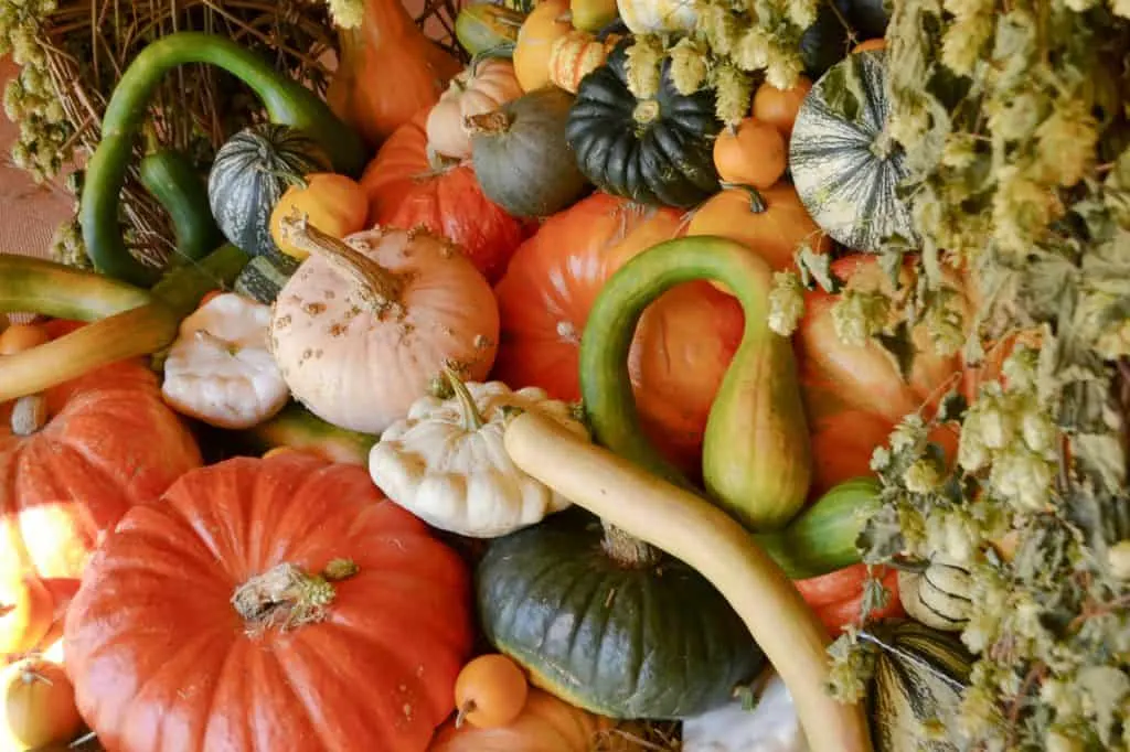Display of different shapes, size and colour pumpkins