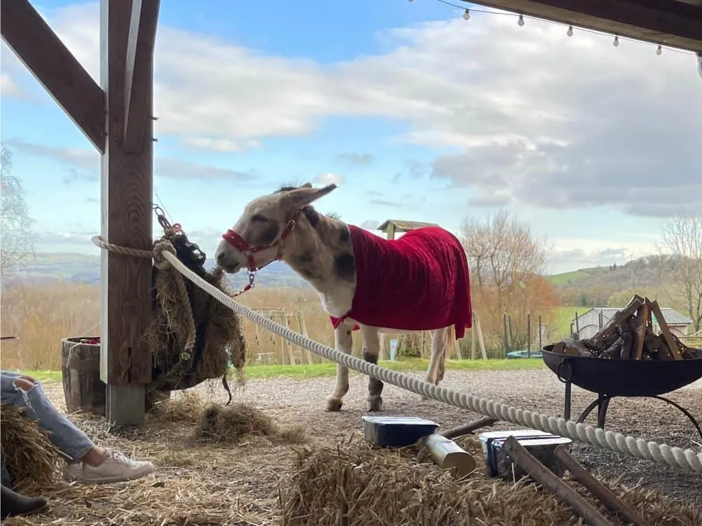 Fern the Donkey in stable at Pennywell Farm