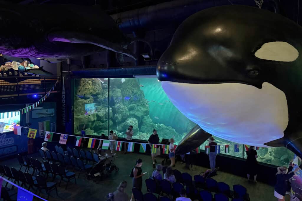 A view of the Eddystone Reef from the gallery above where you come face to face with models of marine mammals including whales