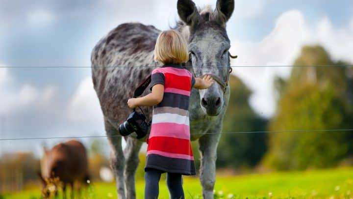 21 family-friendly farm shops in Devon 