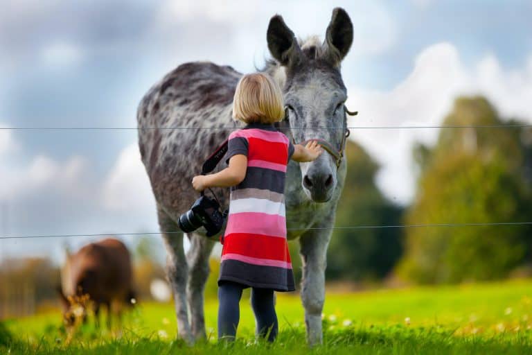 Girl reaching out to stroke a donkey in a field