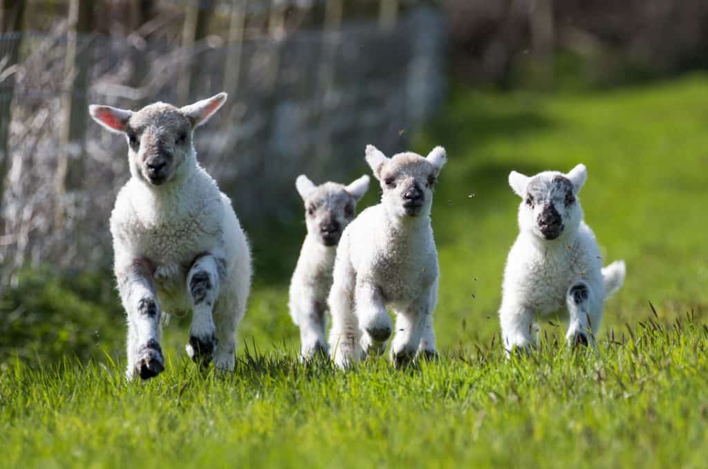 Lambs come running in their grass field on a sunny day.