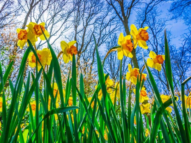 Daffodils against blue sky and forest background