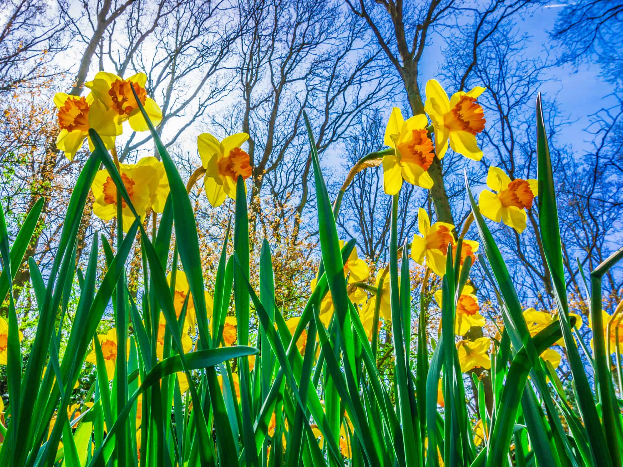 Daffodils against blue sky and forest background