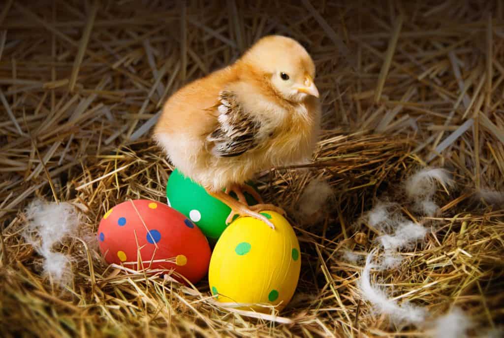 Chick stood on painted eggs on bed of straw