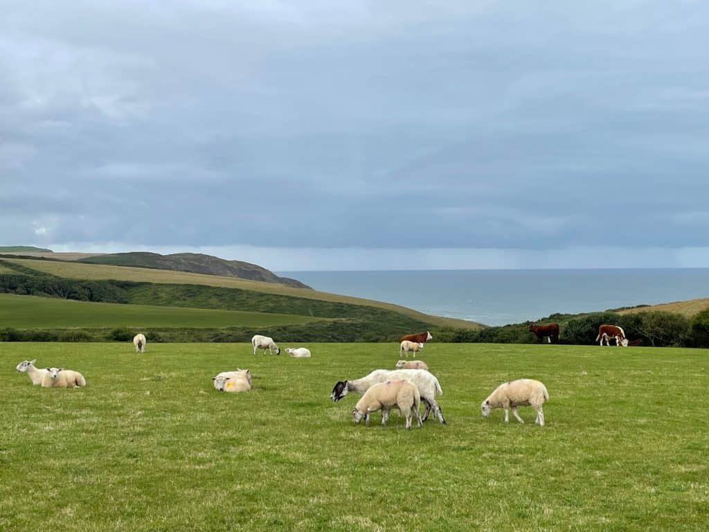 Sheep in field overlooking the North Devon coast