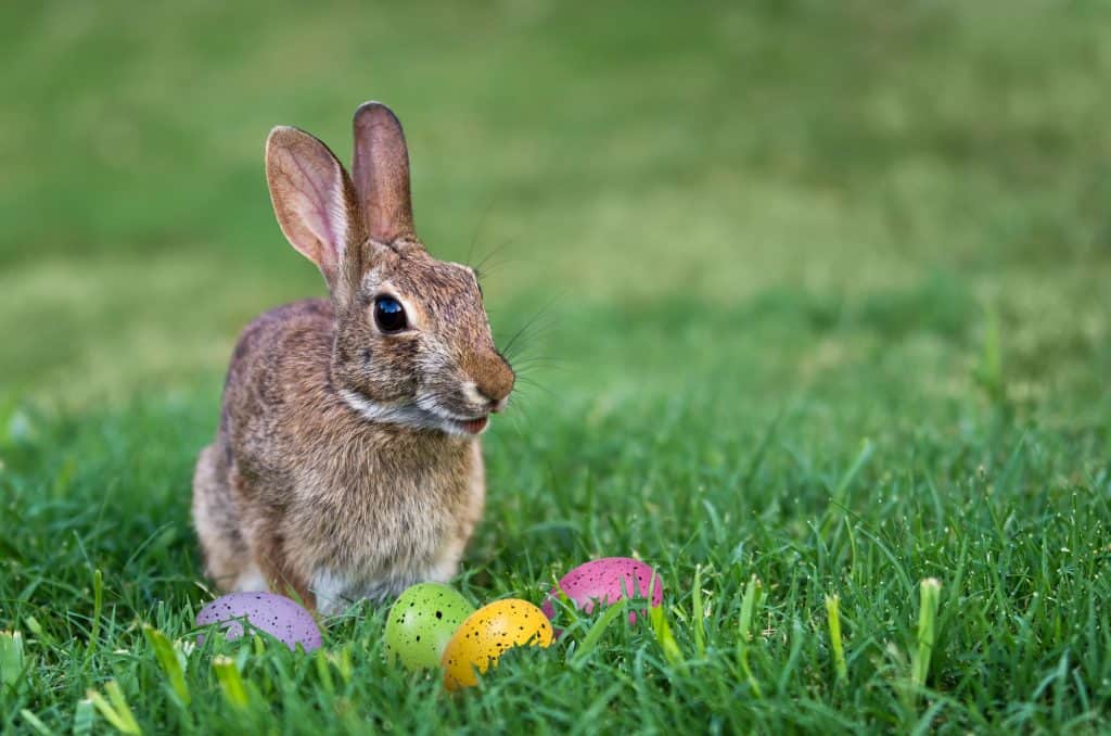 Cute bunny and colorful Easter eggs in the grass