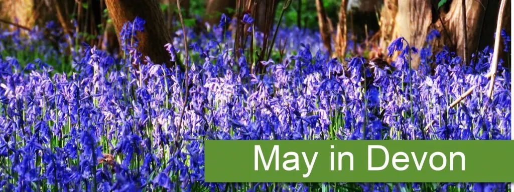 Bluebells in woods - button for May in Devon guide