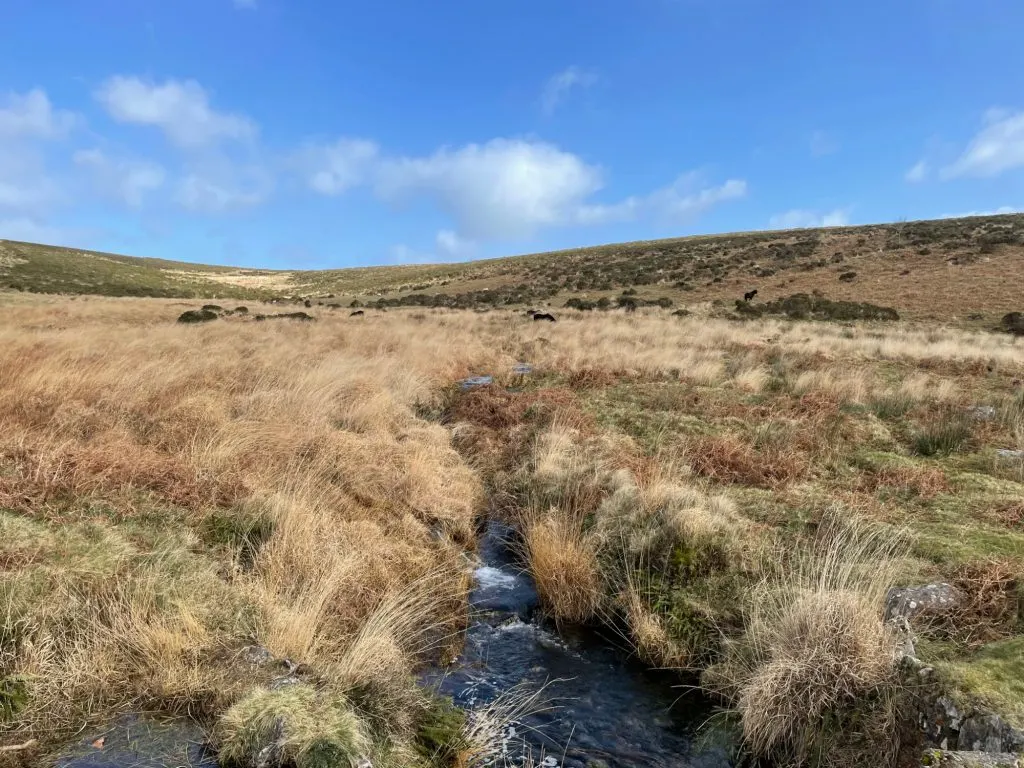Ponies in the distance on Dartmoor moor land