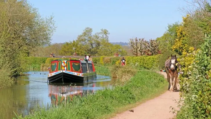 Canal boat being towed along the Grand Western canal at Tiverton by a horse