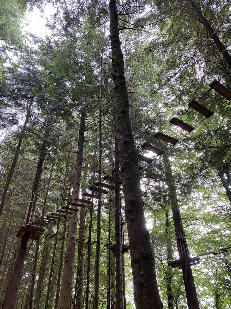High ropes course in tall trees