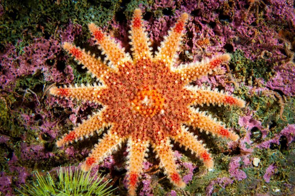 Sea star in aquarium tank