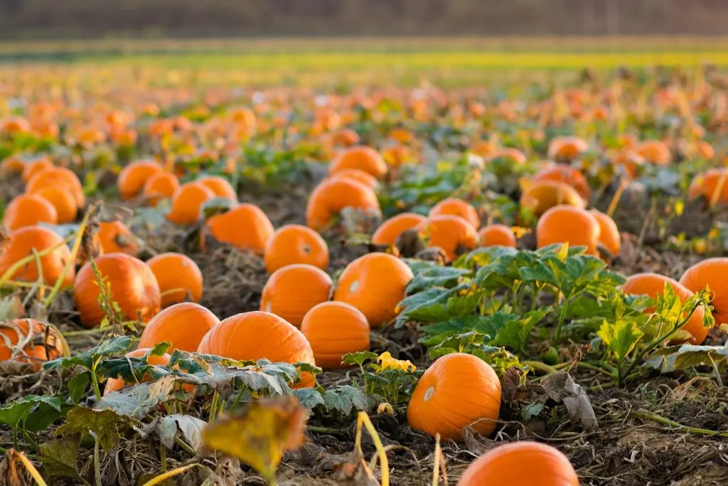 Pumpkin patch on a sunny autumn morning