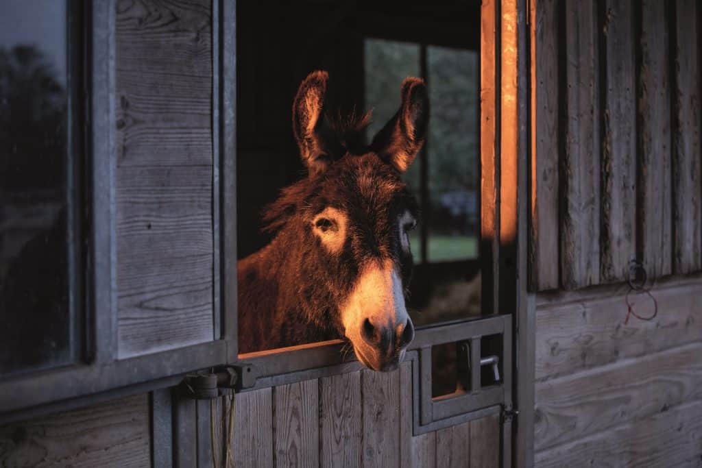 Donkey in stable