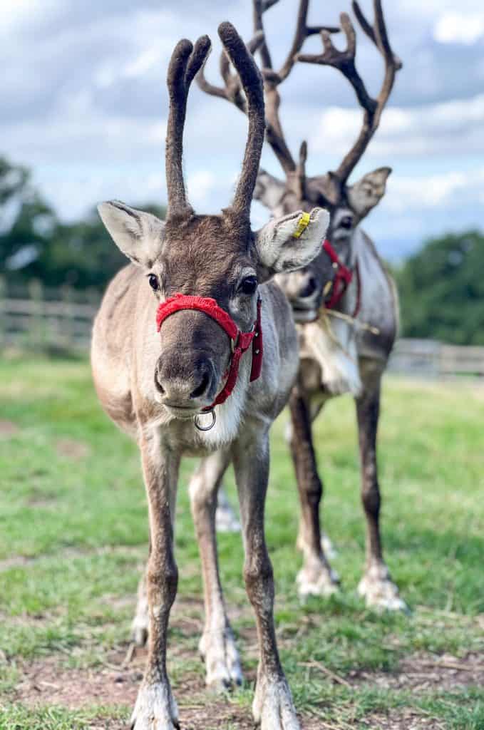 Two reindeer wearing harnesses in a field at Cotley Farm in Devon