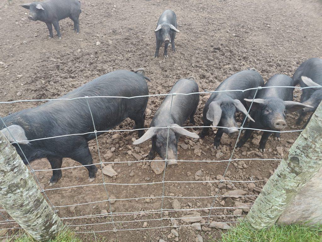Black pigs in a pen