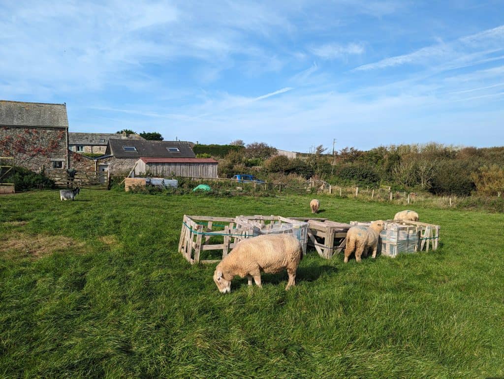 Sheep grazing in a field at Meadow Barn farm