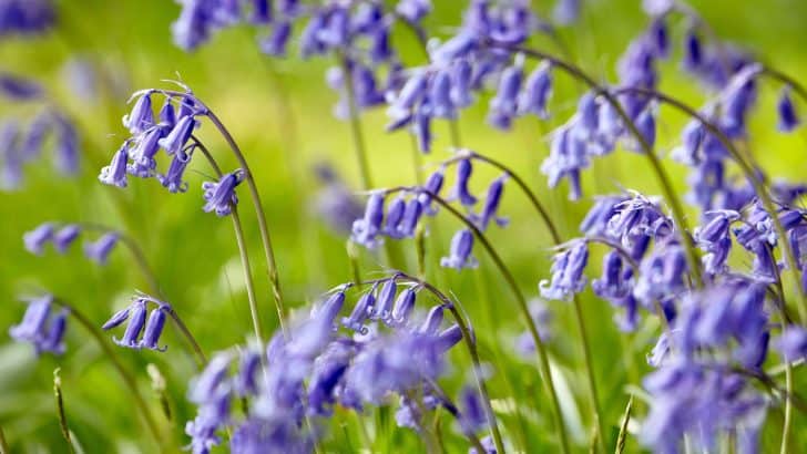 What’s on in Devon this April 2025