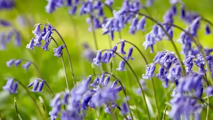 Close up of bluebell flowers in sunny woodland