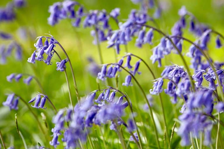 Close up of bluebell flowers in sunny woodland