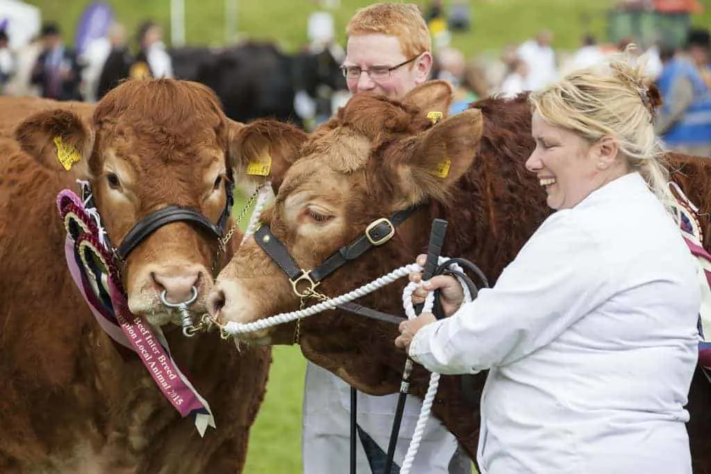 Cows wearing ribbons being paraded at Devon County Show