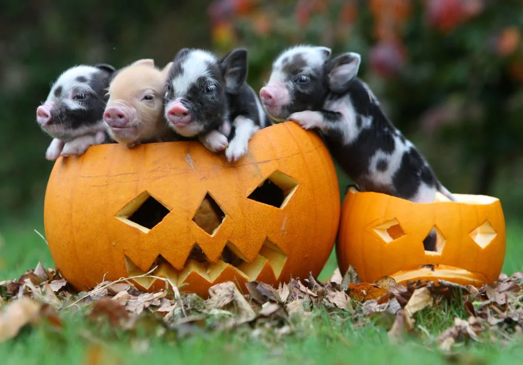 Pennywell Farm piglets pose in a Halloween pumpkin