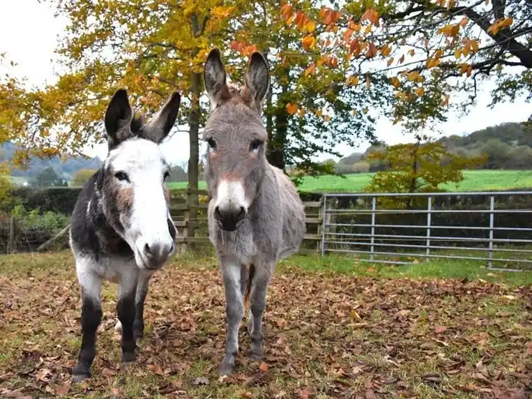 A pair of donkeys stood in a field full of autumnal leaves