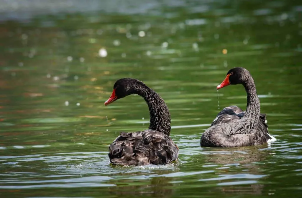 Nice black swan sweeming on summer lake with water splashes nature