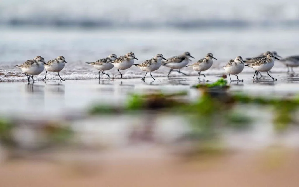 Sanderling, Calidris Alba, birds on the beach at low tide, Dawlish Warren, Devon, England