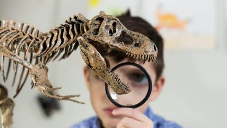 A school boy looking at a dinosaur model through a magnifying glass