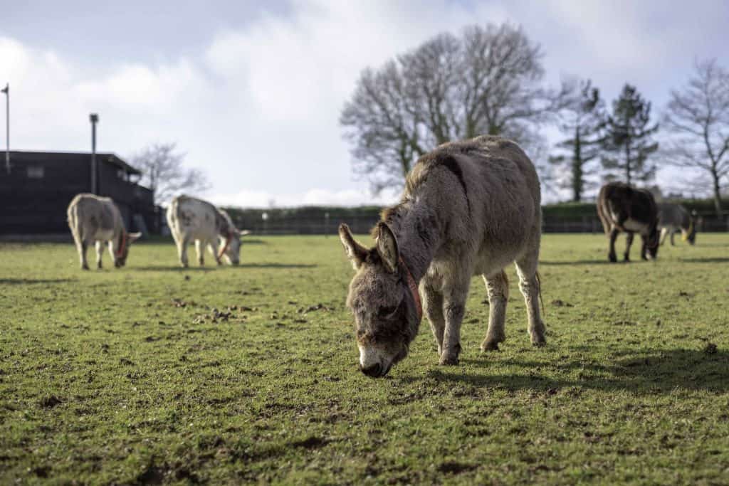 Donkeys grazing in a field at Sidmouth Donkey Sanctuary