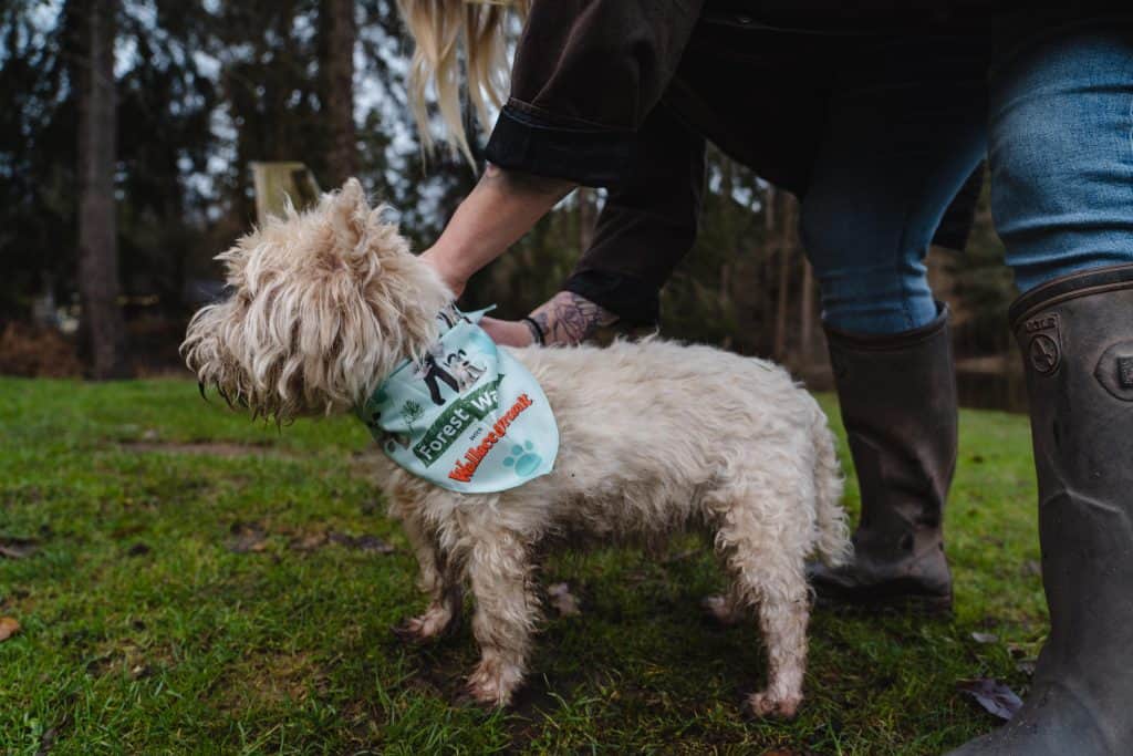 A dog wearing a Forest Walkies bandana