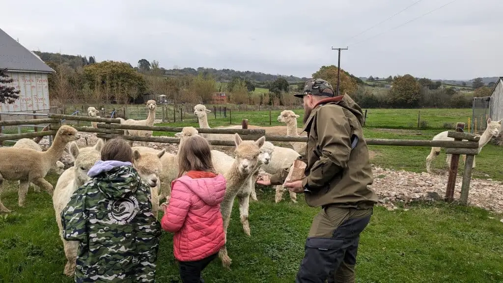 Stacey's family meeting alpacas