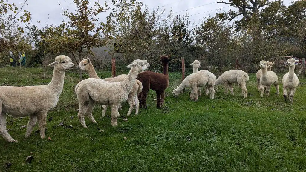 A herd of alpaca at in a field at Dartmoor Reach Alpaca Farm