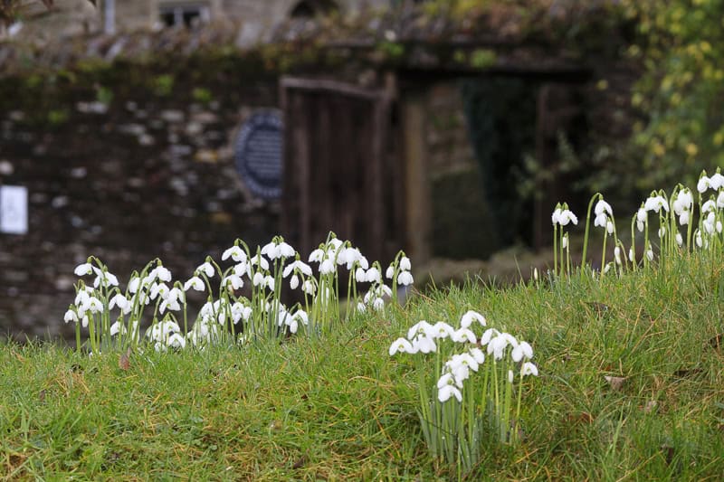 Galanthus 'Sam Arnott' on the bank near the walled garden entrance at The Garden House