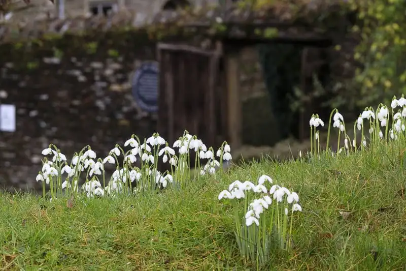 Galanthus 'Sam Arnott' on the bank near the walled garden entrance at The Garden House