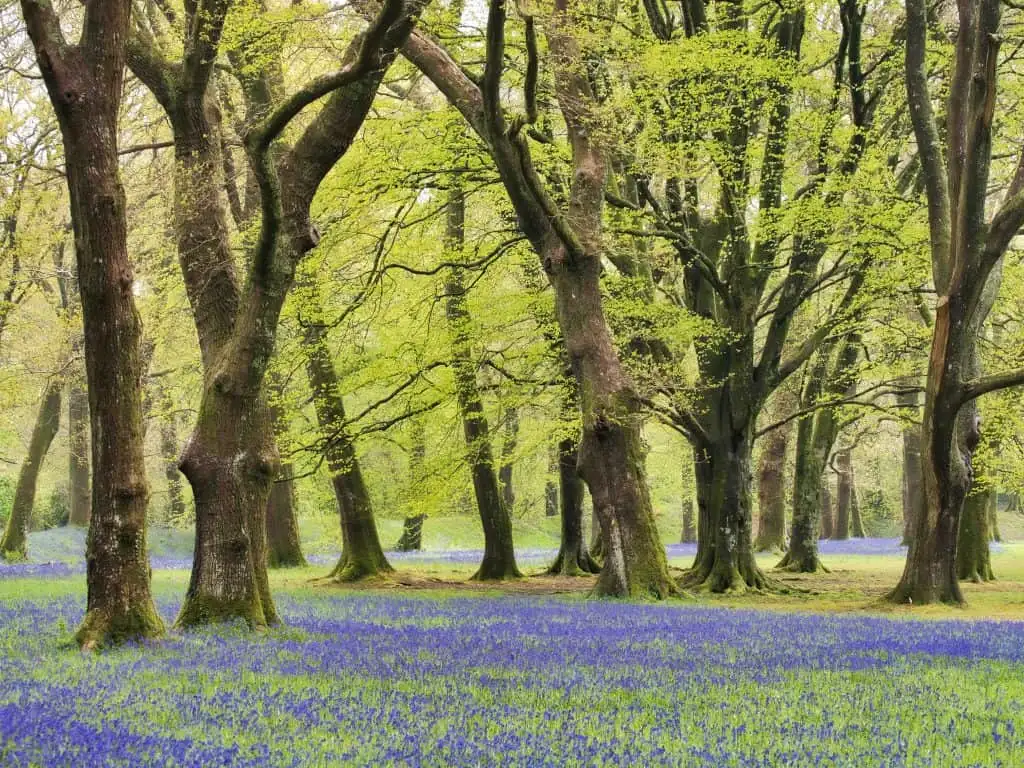 Bluebells cover the forest floor at Blackbury Camp in East Devon