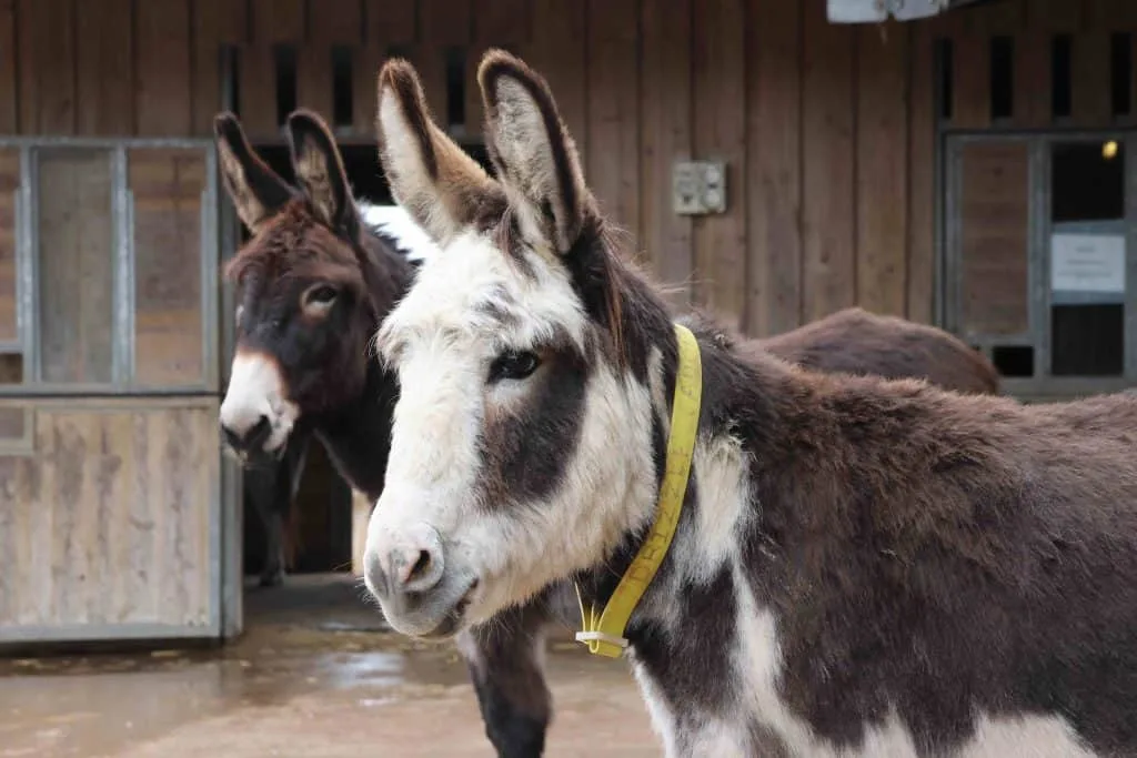 A pair of brown donkeys at the Donkey Sanctuary in Sidmouth