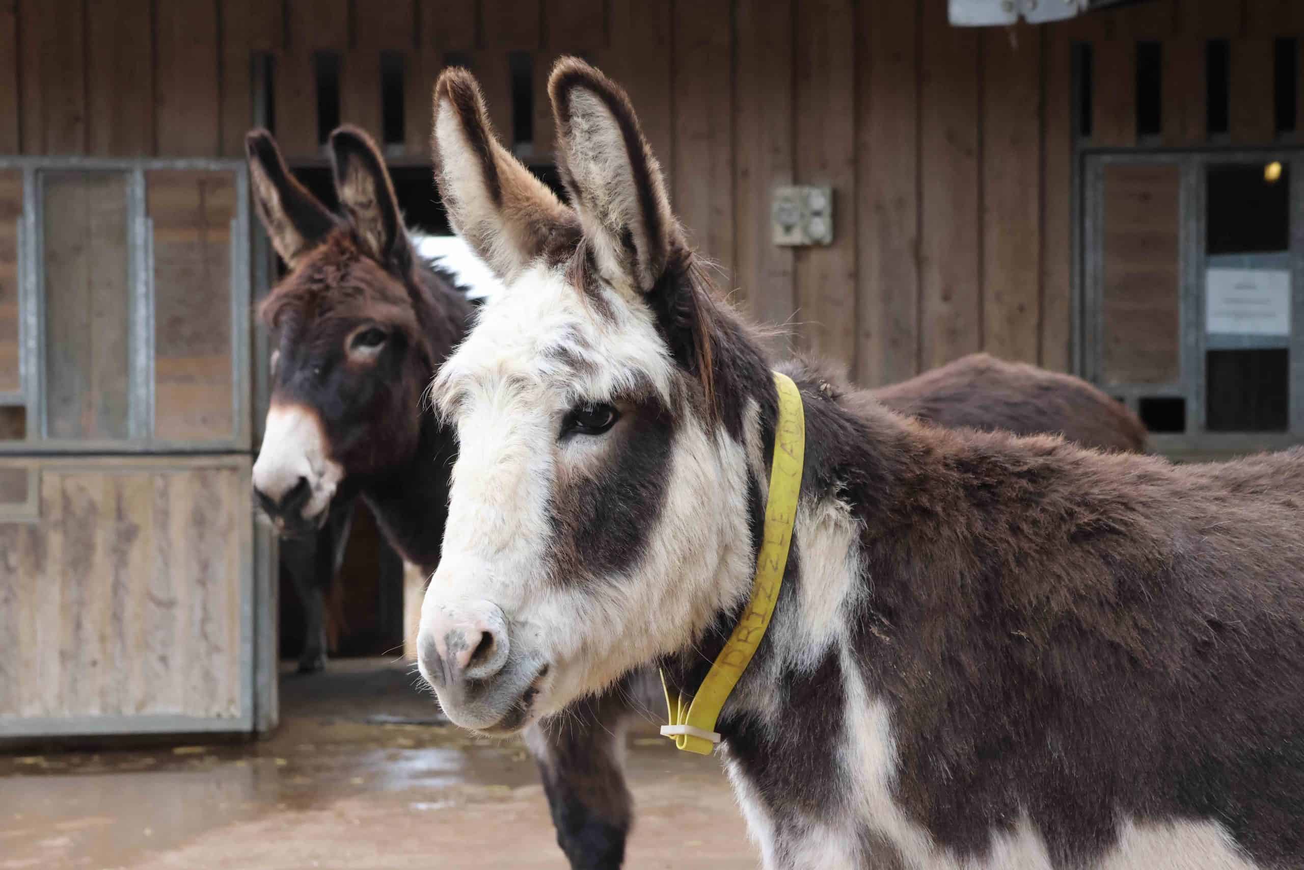 A pair of brown donkeys at the Donkey Sanctuary in Sidmouth